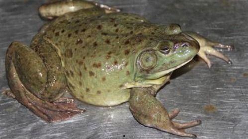 养殖牛蛙爆料方法视频